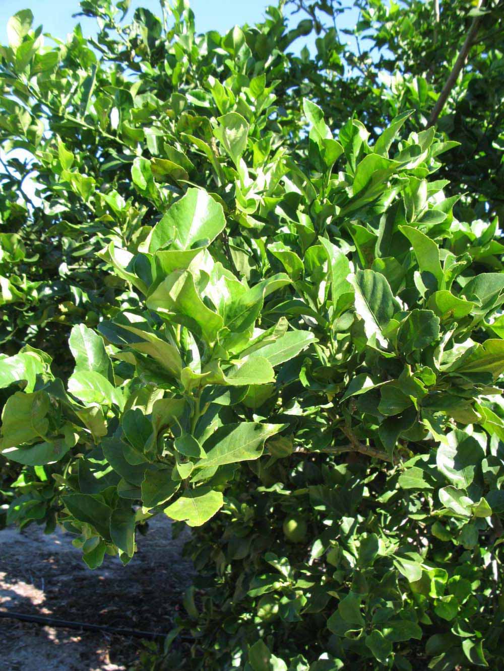              Sun leaves (Winter Haven, FL)       